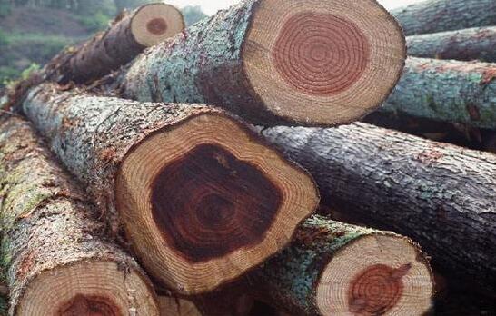 红木木材从砍伐开始，很长时间会不断变化