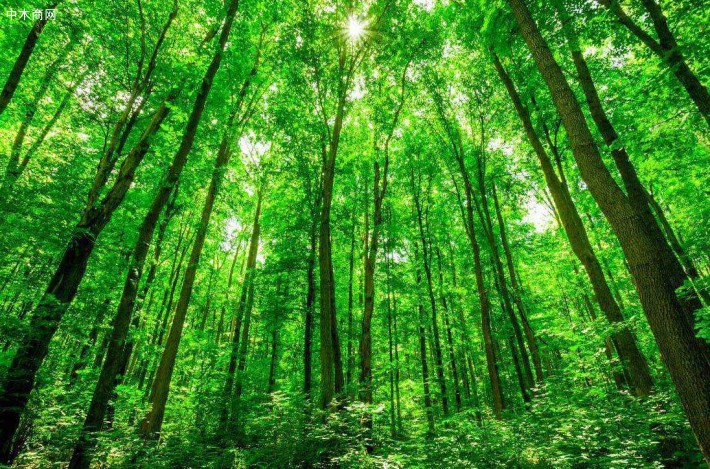 中国森林保险规模全球第一