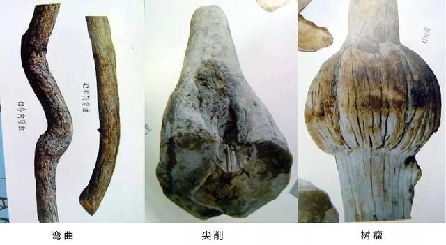 03树干缺陷树木在生长过程中受到环境条件的影响
