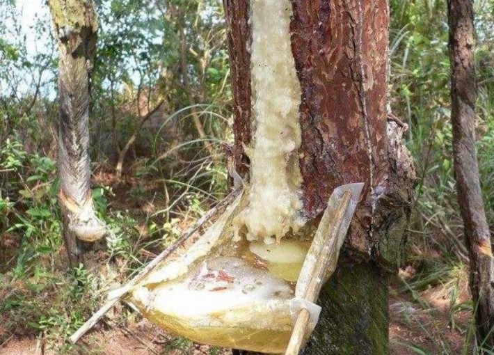 松树实行割油后，木材还有利用价值吗？