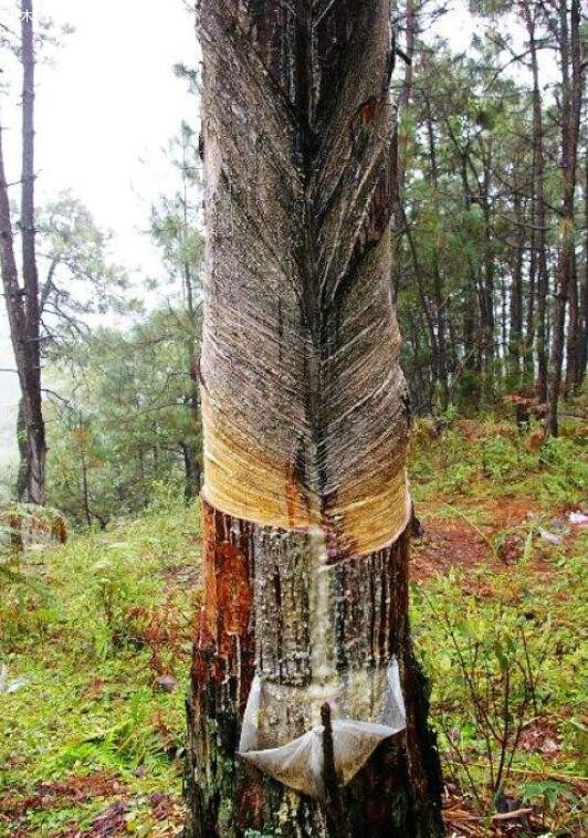 在松树上开口子取油对木材肯定是有一定影响的