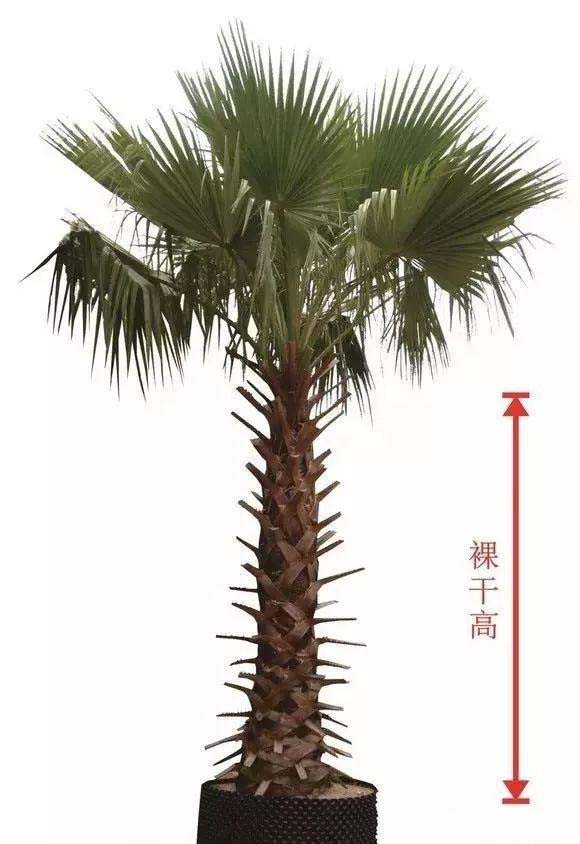 棕榈科植株从地表面到最低叶鞘以下裸干的高度