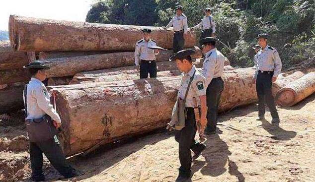 走私猖獗 缅甸实皆省一年木材走私量近万吨