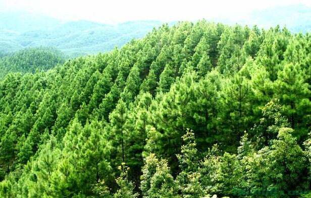 安庆市太湖县践行“两山”理念推动林业高质量发展