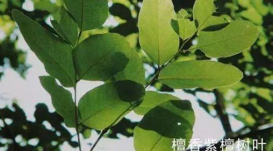 小叶紫檀（檀香紫檀）树叶照片