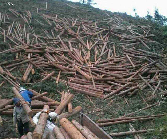 广西每年提供的木材占全国用材总量的近三分之一左右