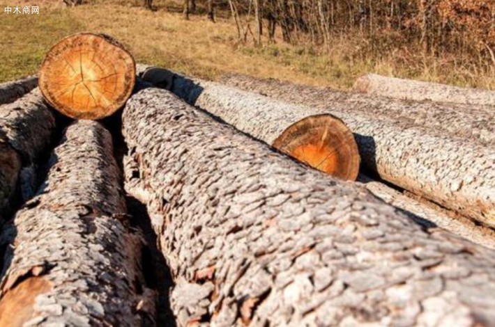 云杉树皮甲虫爆发和风暴导致欧洲木材产量和出口量增加