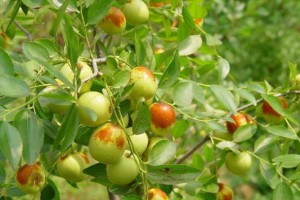 枣树大枣的作用？怎样种植枣树？