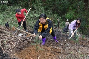 杉木造林时如何提高成活率——杉木速生丰产林苗木处理与栽植技术