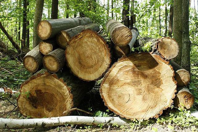 木质家具如何延长寿命?木材防腐技术介绍