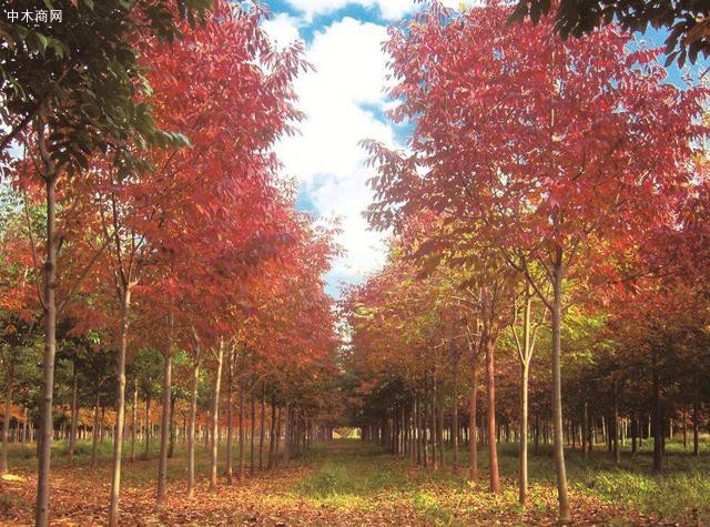 美国红枫树生长习性