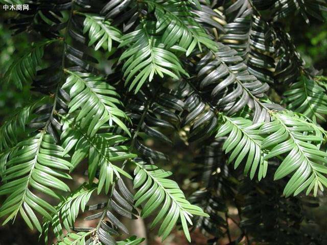 南方红豆杉（变种）的叶子稍长