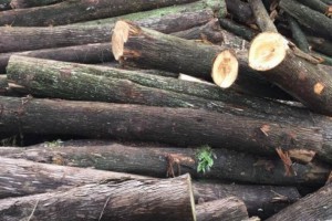 能自身散发香味的木材有哪几种？你知道哪几个