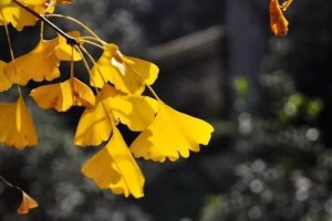 银杏树——最热门的秋季景观树