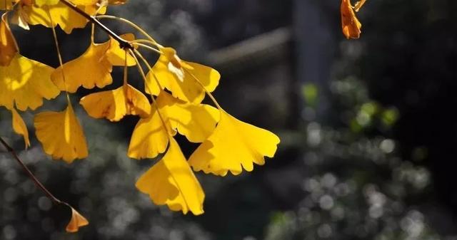 银杏——最热门的秋季景观树