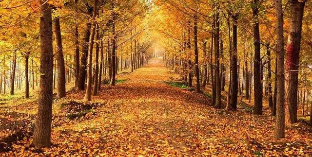 最热门的秋季景观树——银杏
