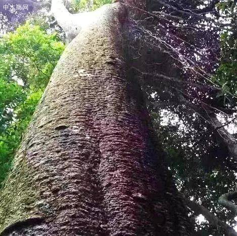 古夷苏木「巴花」拥有魁梧的身材 