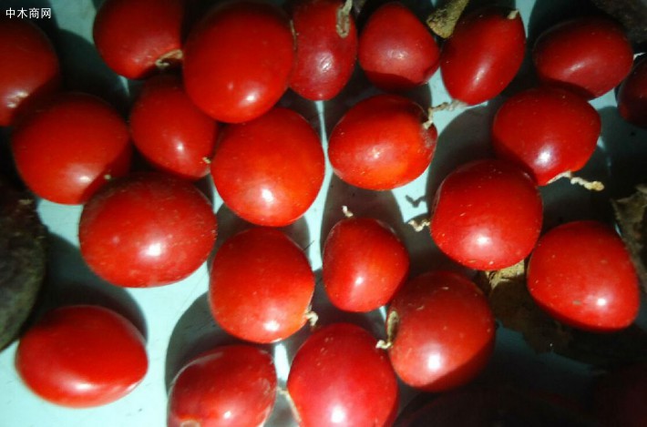 小叶红豆木的果实能吃吗？