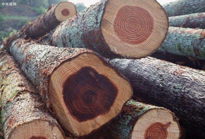 如何判断木材的优劣基本常识？