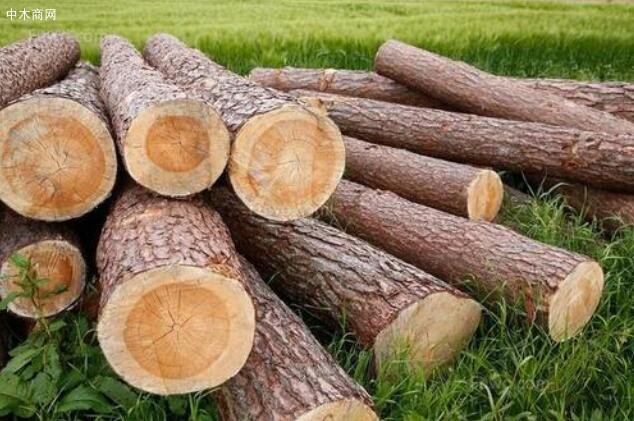 有无芯材是木材优劣的一个重要分水岭