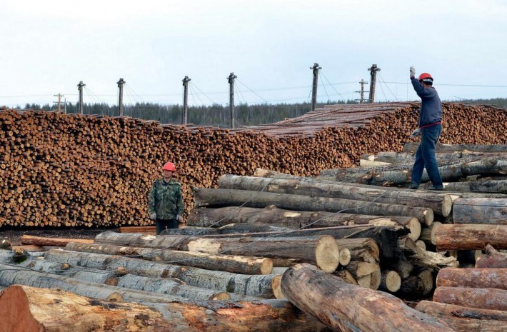 2020年中国木材缺口巨大！木材人如何破城