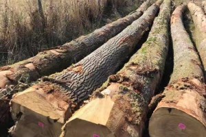 法国欧橡原木价格多少钱一立方米