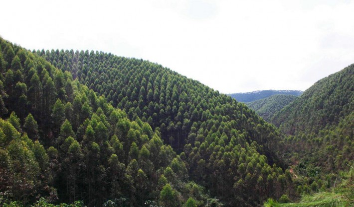 广西力争2020年实现林业总产值突破7000亿元