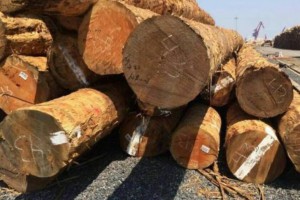 美国木材的可持续性和未来发展趋势分析