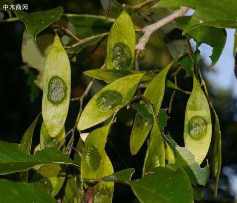 野生黄花梨树仅产于海南省的中部和南部