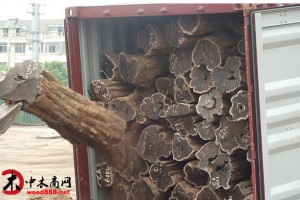 东非黑酸枝紫光檀原木批发出售图2