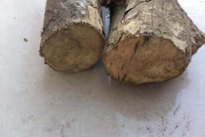 小叶高山黄杨木原木用于根雕和摆件图3