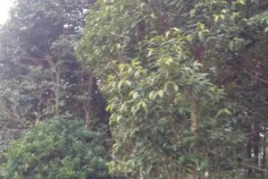 沉香树四千多棵低价出售图2