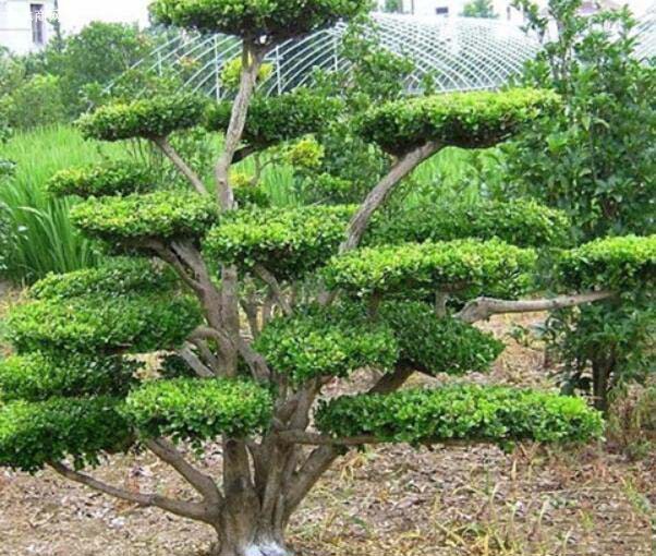 适合庭院种植的树木品种有哪些？