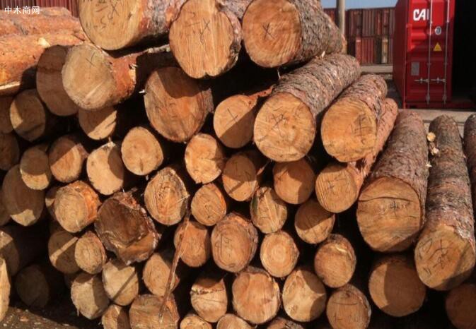 供应优质红松原木,红松板材,红松方材等批发
