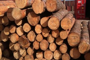 供应优质红松原木,红松板材,红松方材等批发