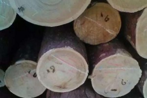 红松原木厂家最低批发价格