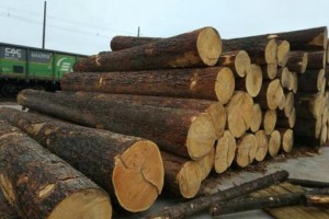 进口原木优质红松原木,东北红松质量保证木料,厂家直销木原木