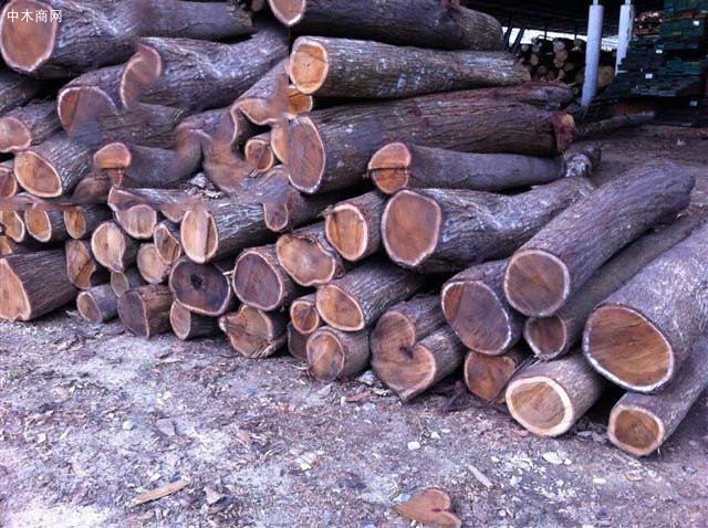 澳洲檀香木原木出口批发商