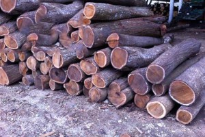 澳洲檀香木原木出口批发商