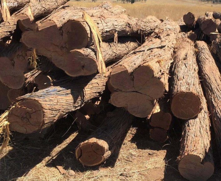 澳洲酸枝红木原木出口批发商