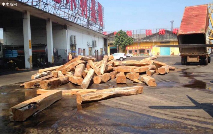 非洲加纳北部刺猬紫檀原木厂家直销批发