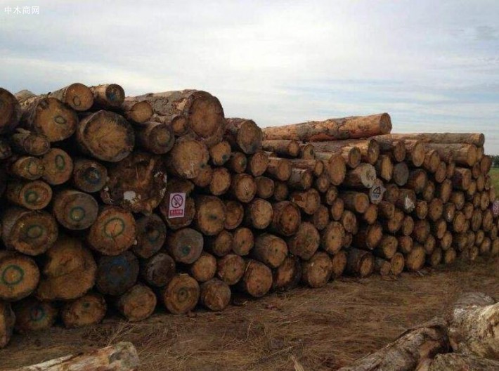 广东深圳海关从一批木材中检测出有害生物松材线虫