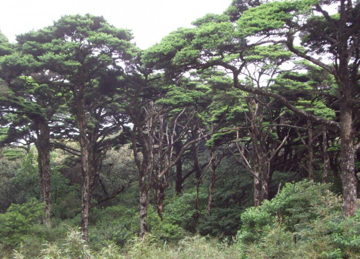 银杉树被称为植物“活化石”_中国特有的第三纪孑遗植物