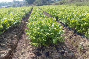 求购安徽的核桃苗,薄壳山核桃树种,河南薄壳山核桃苗图1