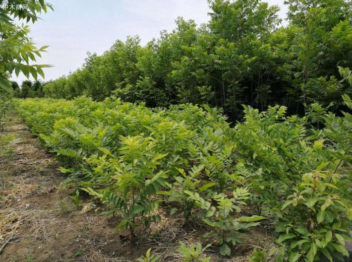 坚果树苗批发,专业供应薄壳山核桃,优质山核桃苗批发