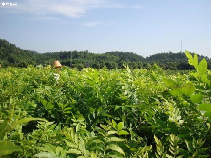 山核桃苗怎么培育,哪里有好的安徽薄壳山核桃苗