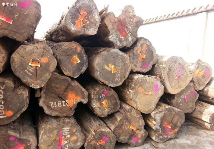 南美铁木豆原木均是砍伐两周内新木