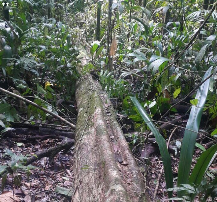 厂家直销各种规格南美材,圭亚那铁木豆原木各种规格均可定制批发