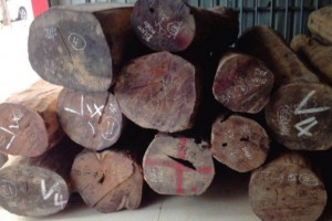 收藏极品老挝大红酸枝原木