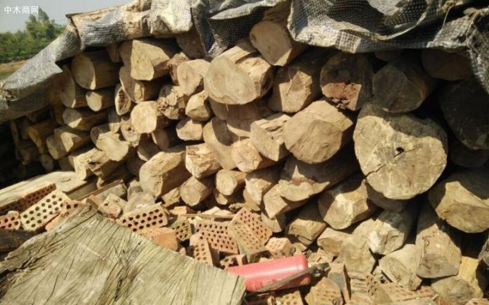 长期大量供应老挝大红酸枝原木,交趾黄檀原木图片